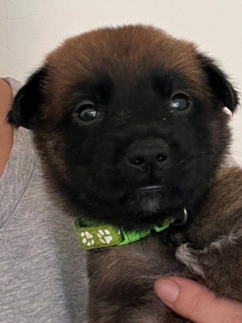 HENRY - (COURTESY POST) - ADOPT ME!