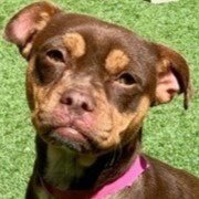 PITA - ADOPT ME! - Chihuahua / American Staffordshire Terrier available for adoption