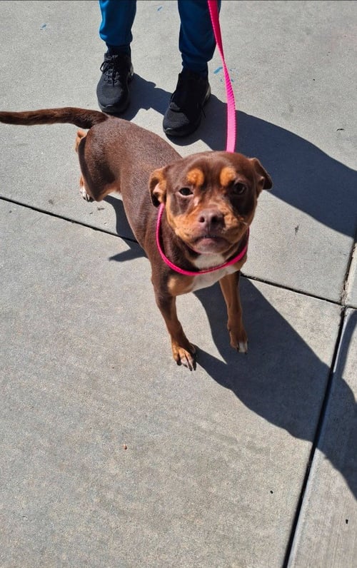 PITA - ADOPT ME! - Chihuahua / American Staffordshire Terrier available for adoption