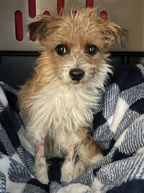 TULI - ADOPT ME! - Terrier available for adoption