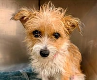 Tuli - Foster or Adopt Me! - Photo 1