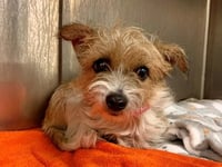 Tuli - Foster or Adopt Me! - Photo 3