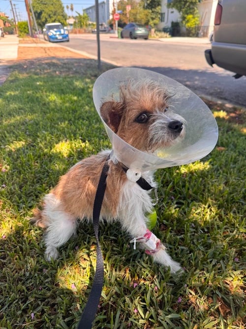 TULI - FOSTER OR ADOPT ME! - Terrier available for adoption