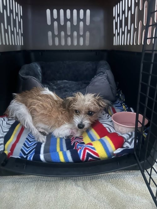 TULI - ADOPT ME! - Terrier available for adoption