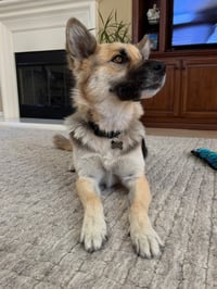 Atzi (Courtesy Post) Adopt Me! - Photo 4