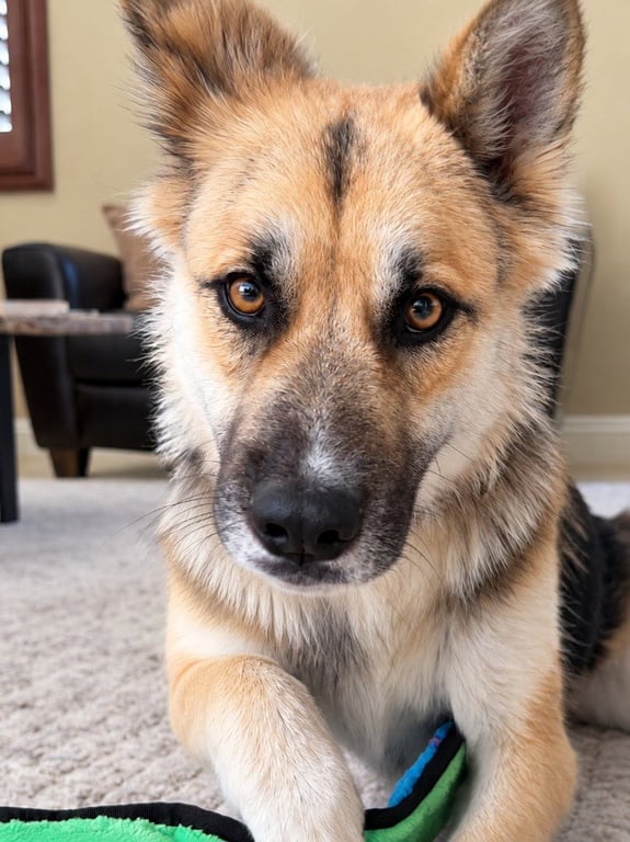 Atzi (Courtesy Post) Adopt Me! Image
