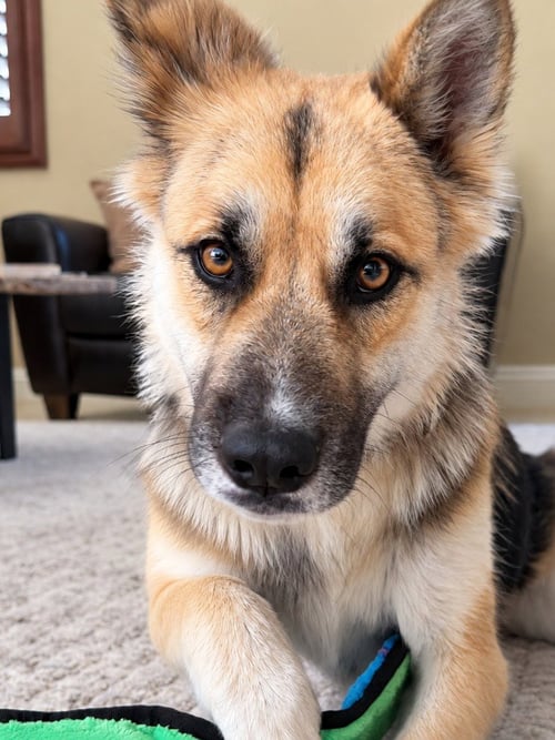 ATZI (COURTESY POST) ADOPT ME! - Shepherd available for adoption