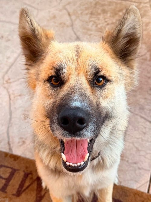 ATZI (COURTESY POST) ADOPT ME! - Shepherd available for adoption
