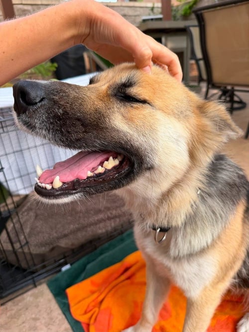 ATZI (COURTESY POST) ADOPT ME! - Shepherd available for adoption