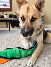 Atzi (Courtesy Post) Adopt Me! - Photo 3