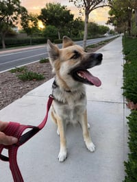 Atzi (Courtesy Post) Adopt Me! - Photo 2