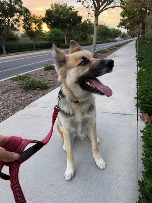 ATZI (COURTESY POST) ADOPT ME! - Shepherd available for adoption