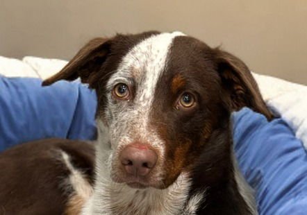 COWBOY-FOSTER OR ADOPT ME! - Australian Cattle Dog/Blue Heeler available for adoption