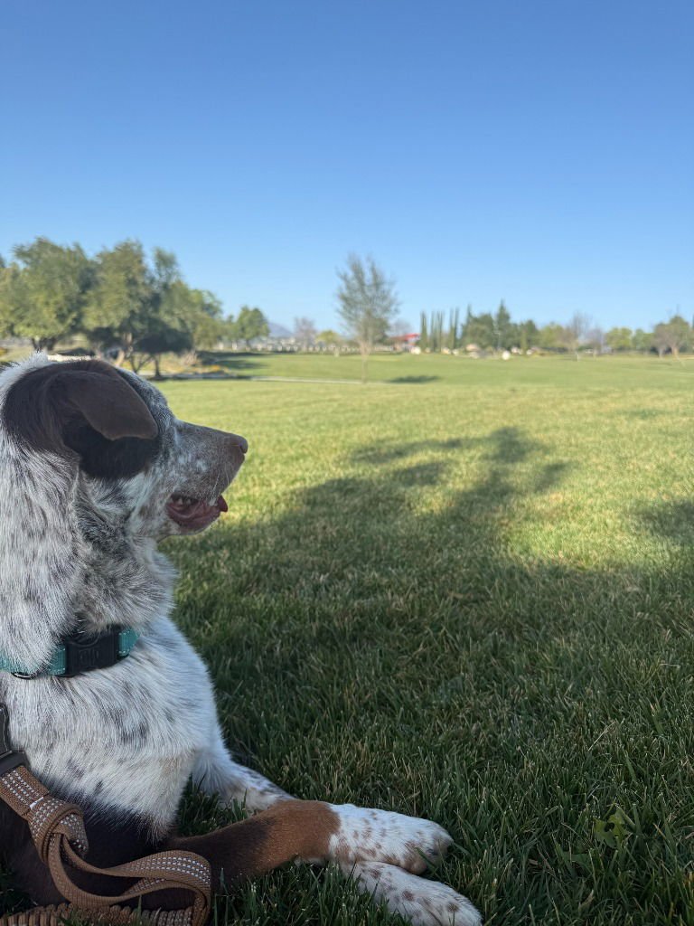 COWBOY-FOSTER OR ADOPT ME! - Australian Cattle Dog/Blue Heeler available for adoption