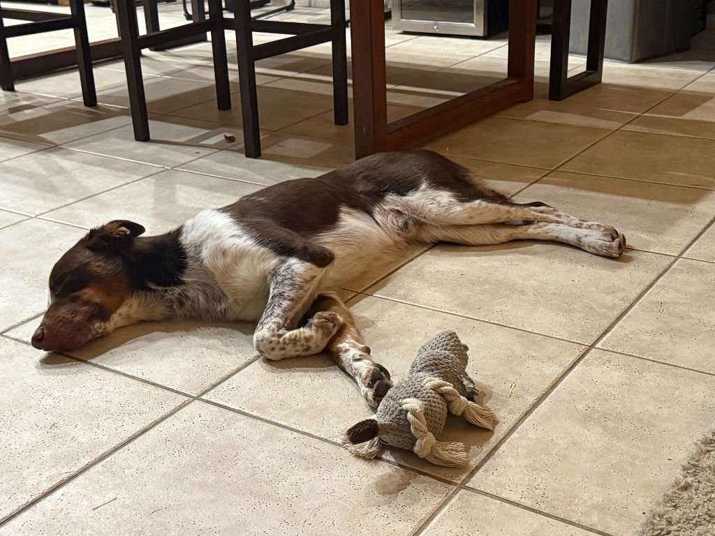 Cowboy-Foster or Adopt Me! - Photo 4