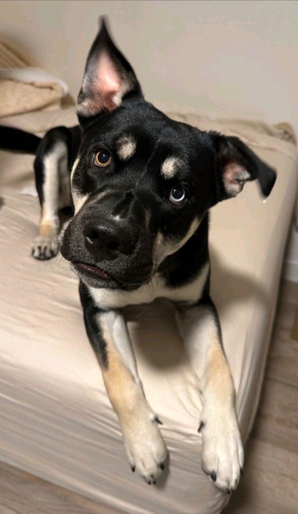 GALLEGHER (COURTESY POST) - FOSTER OR ADOPT ME! - Husky / American Staffordshire Terrier available for adoption