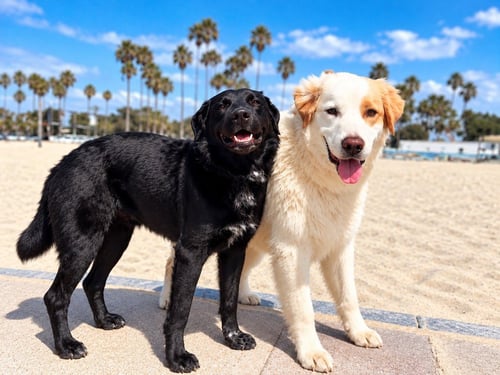 OSITO AND CLOUD (COURTESY POST) - Labrador Retriever / Cattle Dog available for adoption