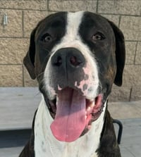 Moose (Courtesy Post) - Adopt Me! - Photo 3