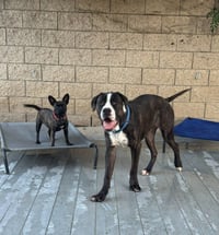 Moose (Courtesy Post) - Adopt Me! - Photo 4