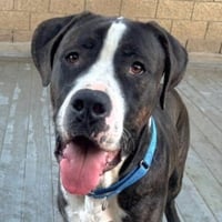 Moose (Courtesy Post) - Adopt Me! - Photo 1