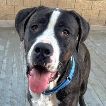 MOOSE (COURTESY POST) - ADOPT ME! - Mastiff available for adoption