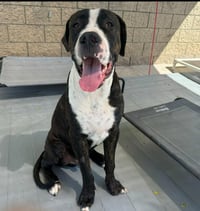 Moose (Courtesy Post) - Adopt Me! - Photo 2