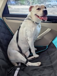 Molly - Adopt Me! - Photo 2