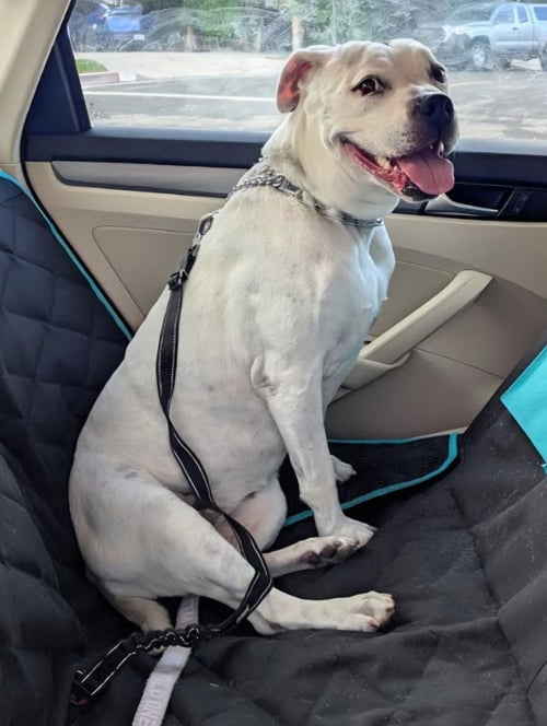 MOLLY - ADOPT ME! - American Staffordshire Terrier available for adoption