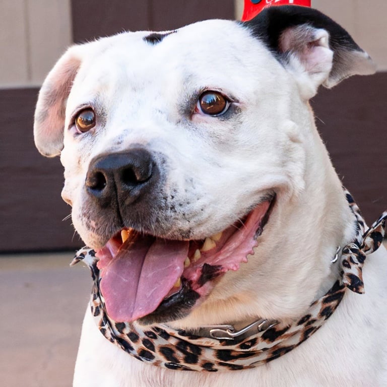 Molly - Adopt Me! Image