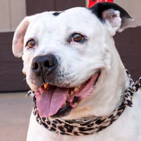 Molly - Adopt Me! - Photo 1