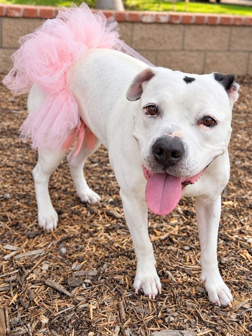 MOLLY - ADOPT ME! - American Staffordshire Terrier available for adoption