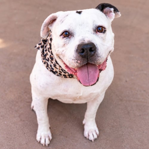 MOLLY - ADOPT ME! - American Staffordshire Terrier available for adoption