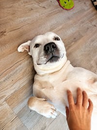 Molly - Adopt Me! - Photo 4