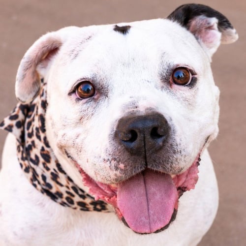 MOLLY - ADOPT ME! - American Staffordshire Terrier available for adoption