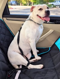 Molly - Adopt Me! - Photo 2