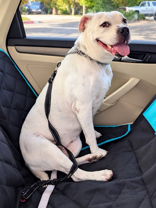 MOLLY - ADOPT ME! - American Staffordshire Terrier available for adoption
