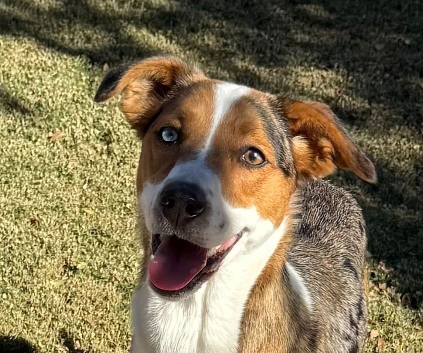 WINNIE-FOSTER OR ADOPT ME! - Australian Shepherd / Australian Cattle Dog/Blue Heeler available for adoption
