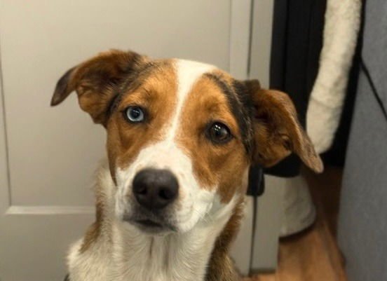 WINNIE-FOSTER OR ADOPT ME! - Australian Shepherd / Australian Cattle Dog/Blue Heeler available for adoption