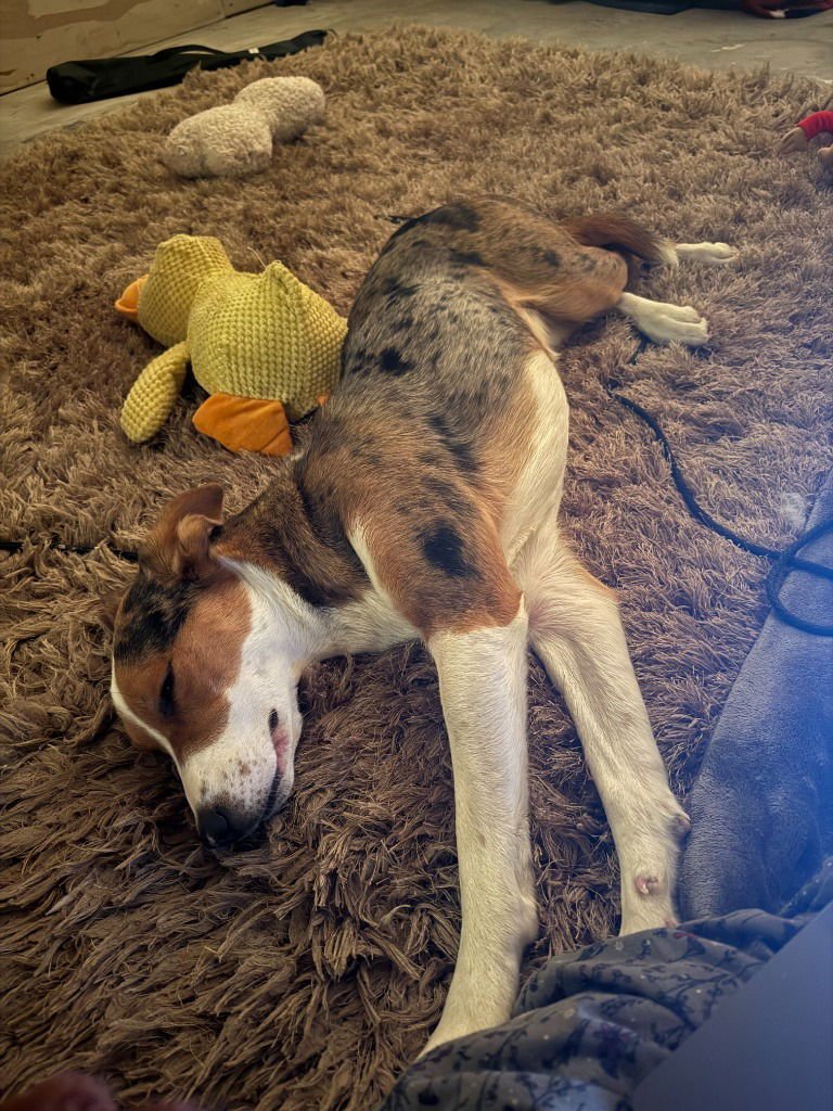 Winnie-Foster or Adopt Me! - Photo 3