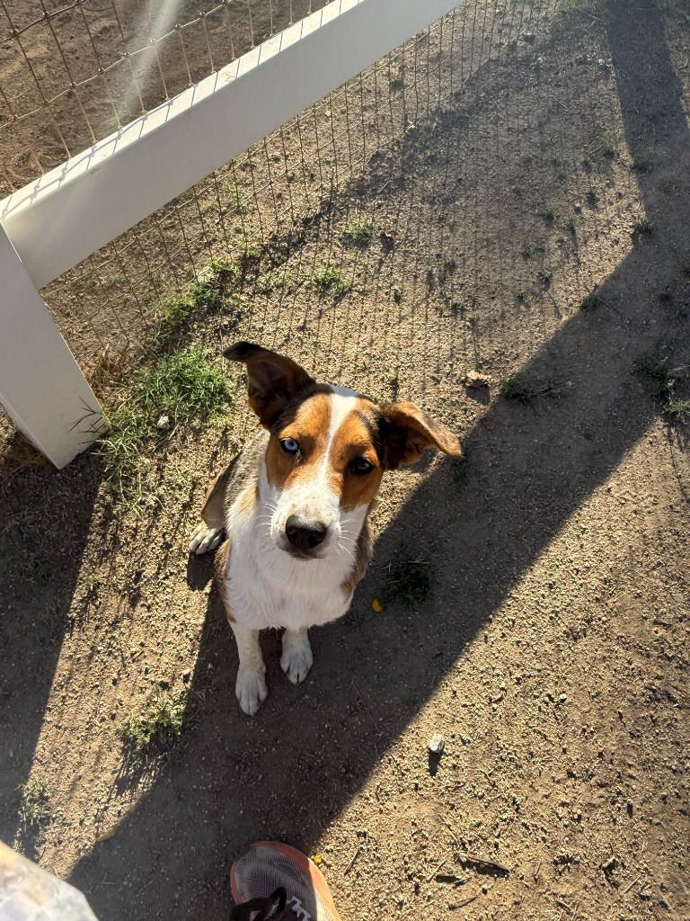 Winnie-Foster or Adopt Me! - Photo 4