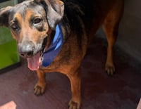 Tesla (Courtesy Post) - Adopt Me! - Photo 3
