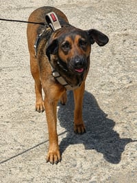 Tesla (Courtesy Post) - Adopt Me! - Photo 4