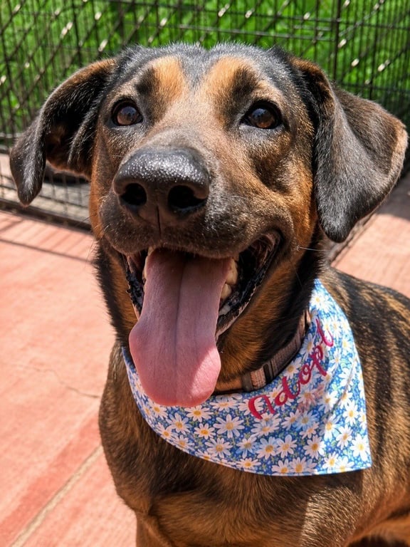 Tesla (Courtesy Post) - Adopt Me! Image
