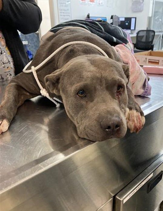 BUNNY - ADOPT ME! - American Staffordshire Terrier available for adoption