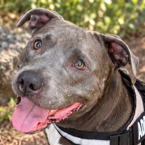 BUNNY - ADOPT ME! - American Staffordshire Terrier available for adoption