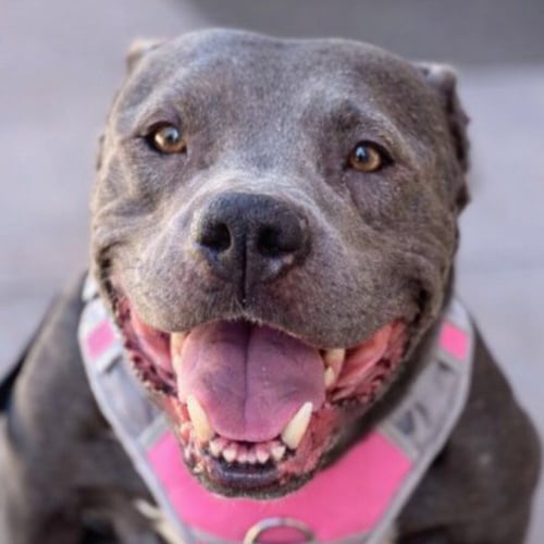 BUNNY - ADOPT ME! - American Staffordshire Terrier available for adoption
