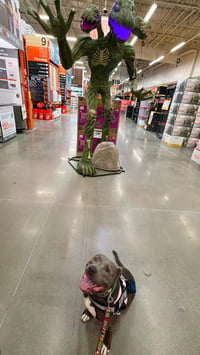Bunny - Adopt Me! - Photo 2