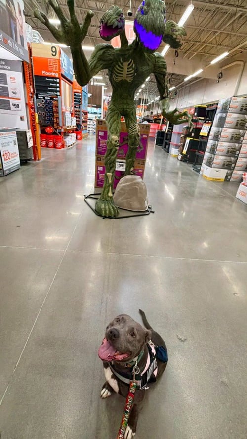 BUNNY - ADOPT ME! - American Staffordshire Terrier available for adoption