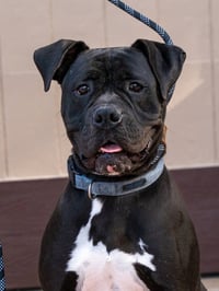 Diesel - Foster or Adopt Me! - Photo 4