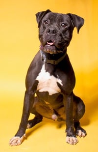 Diesel - Foster or Adopt Me! - Photo 3